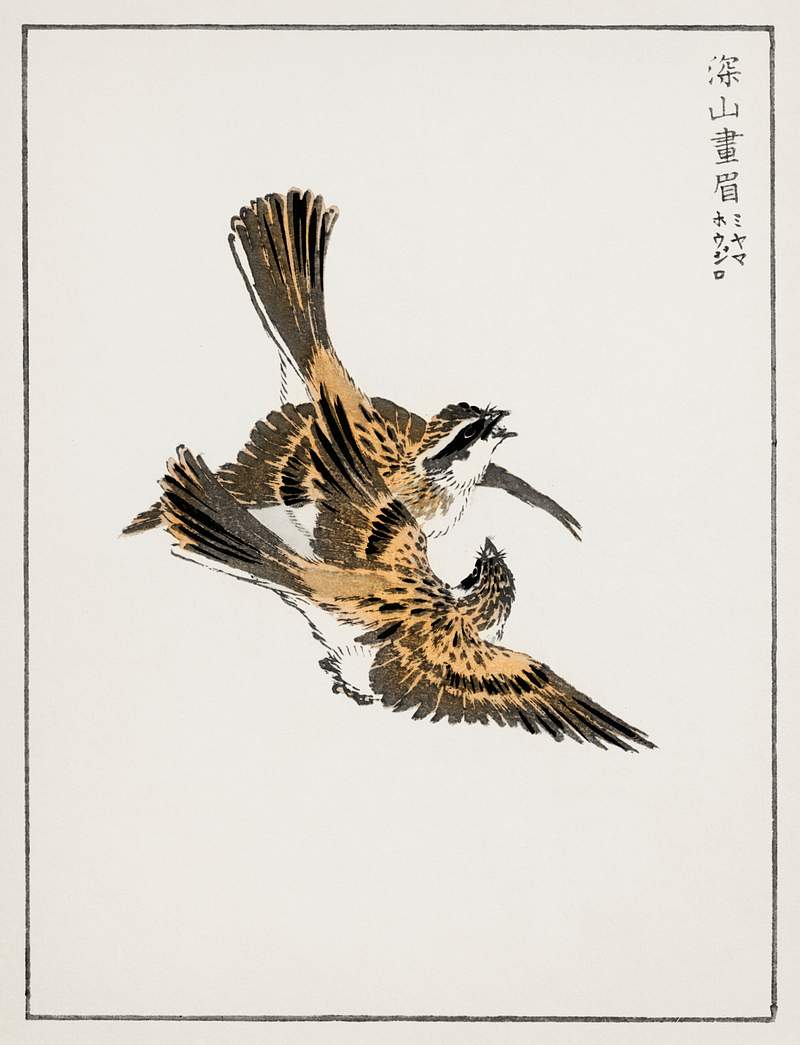 Yellow-throated Bunting illustration from Pictorial Monograph of Birds (1885) by Numata Kashu (1838-1901). Digitally enhanced…