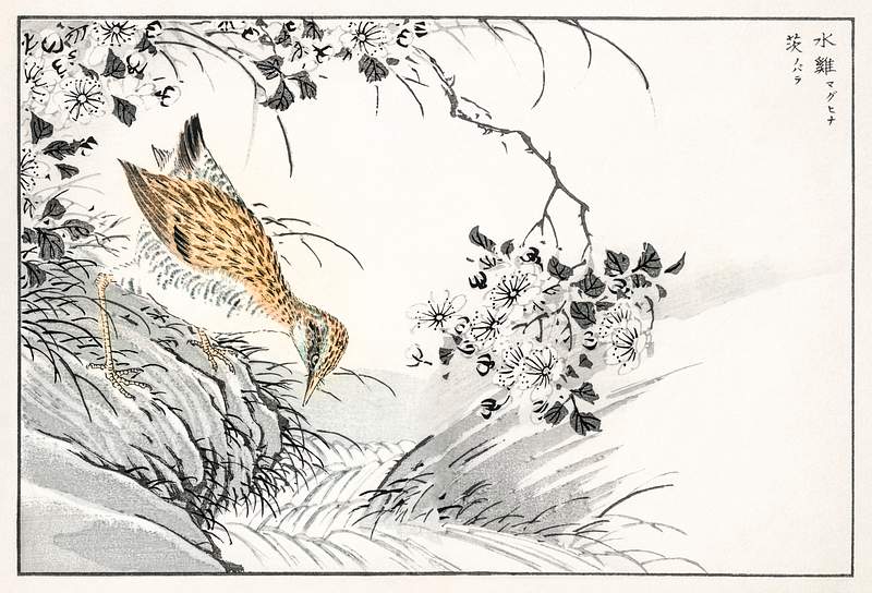 Common Sandpiper and Wild Rose illustration from Pictorial Monograph of Birds (1885) by Numata Kashu (1838-1901). Digitally…
