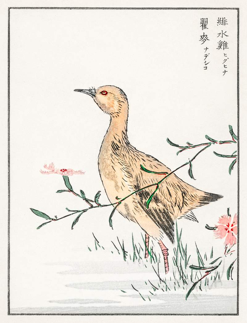 Eastern Redshank and Pink Flower illustration from Pictorial Monograph of Birds (1885) by Numata Kashu (1838-1901). Digitally…