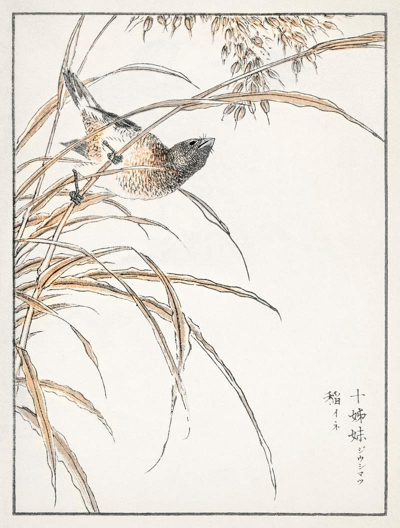 Japanese Grey Bunting and Rise Plant illustration from Pictorial Monograph of Birds (1885) by Numata Kashu (1838-1901).…