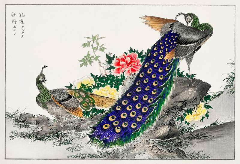 Peacock and Peony illustration from Pictorial Monograph of Birds (1885) by Numata Kashu (1838-1901). Digitally enhanced from…