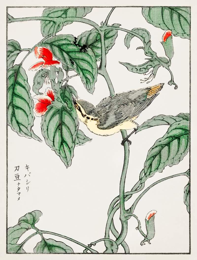 Japanese Tree-creeper and Pea illustration from Pictorial Monograph of Birds (1885) by Numata Kashu (1838-1901). Digitally…