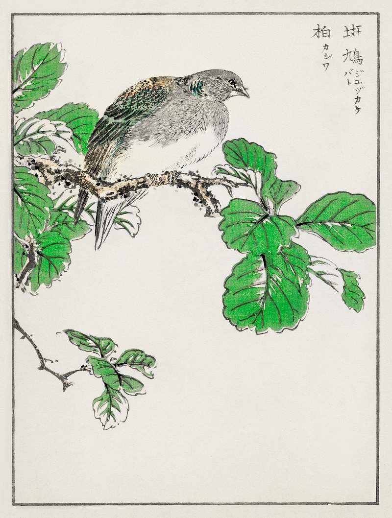 Barbary Dove and Oak Tree illustration from Pictorial Monograph of Birds (1885) by Numata Kashu (1838-1901). Digitally…