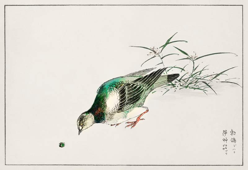 Eastern Turtle Dove and Miscanthus illustration from Pictorial Monograph of Birds (1885) by Numata Kashu (1838-1901).…