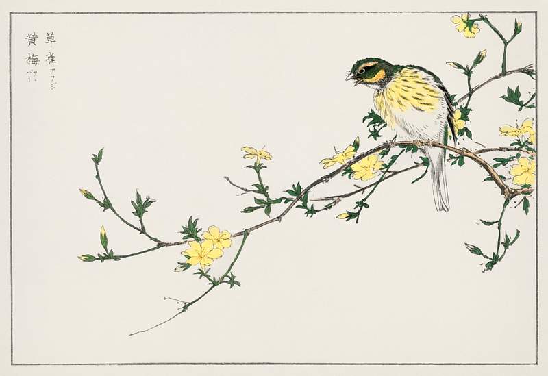 Japanese Bunting and Plum Tree illustration from Pictorial Monograph of Birds (1885) by Numata Kashu (1838-1901). Digitally…