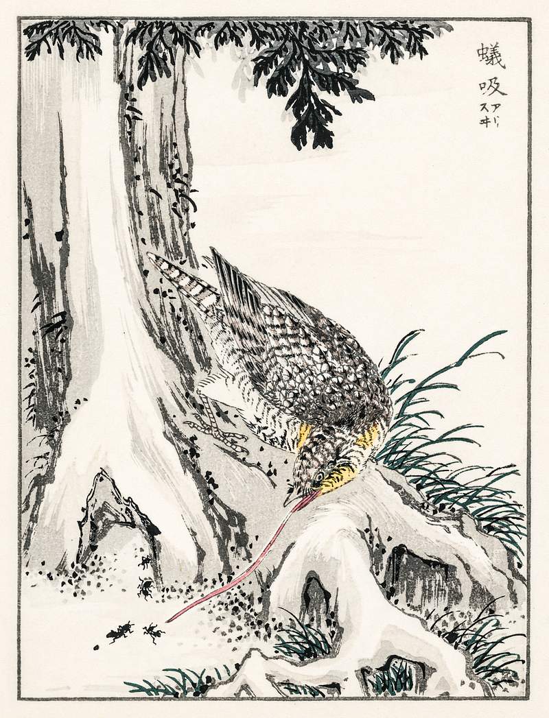 Japanese Great Tit and Japanese Cypress illustration from Pictorial Monograph of Birds (1885) by Numata Kashu (1838-1901).…