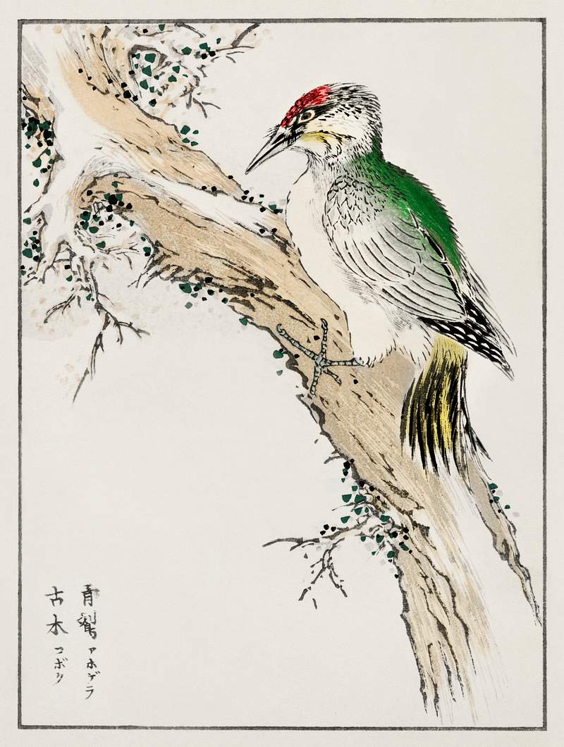 Japanese Green Woodpecker illustration from Pictorial Monograph of Birds (1885) by Numata Kashu (1838-1901). Digitally…
