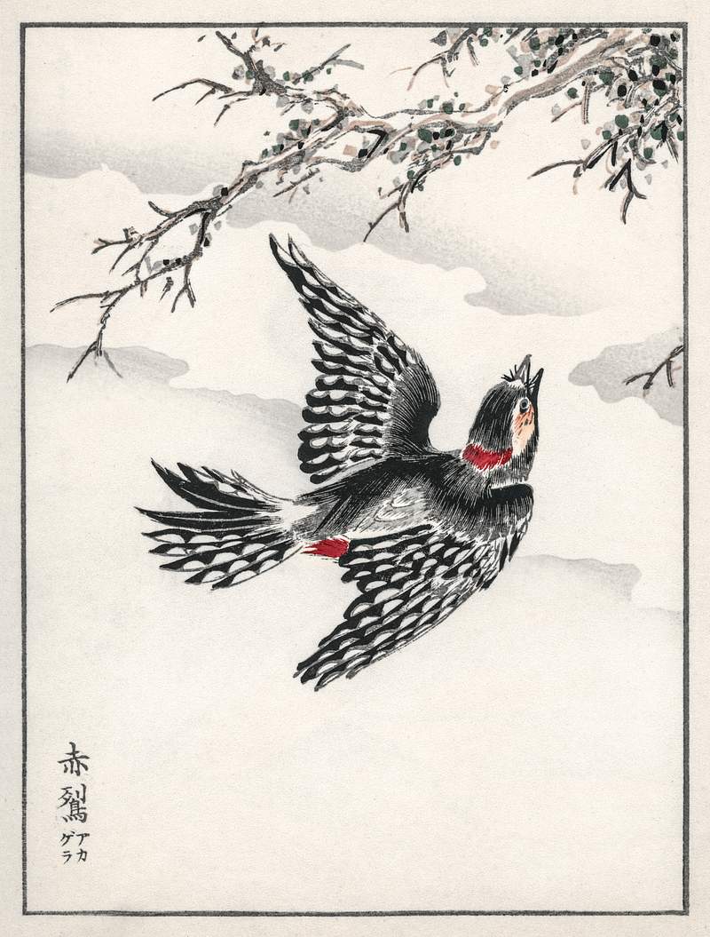 Hondo Great Spotted Woodpecker illustration from Pictorial Monograph of Birds (1885) by Numata Kashu (1838-1901). Digitally…