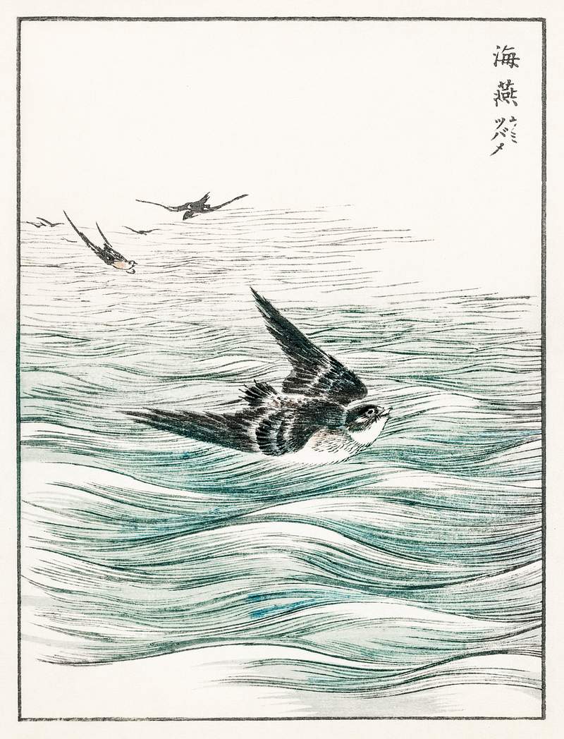 Riu Kiu House Swallow illustration from Pictorial Monograph of Birds (1885) by Numata Kashu (1838-1901). Digitally enhanced…