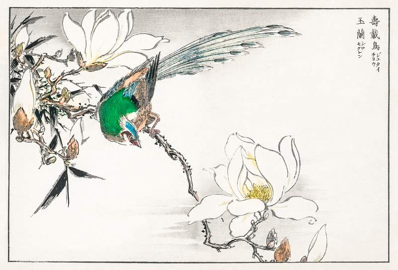 Chinese Tree Pipit and Magnolia illustration from Pictorial Monograph of Birds (1885) by Numata Kashu (1838-1901). Digitally…