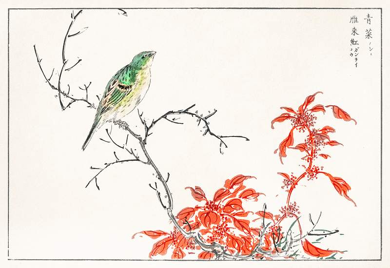 Japanese Yellow Bunting and Chinese Amaranth illustration from Pictorial Monograph of Birds (1885) by Numata Kashu (1838…