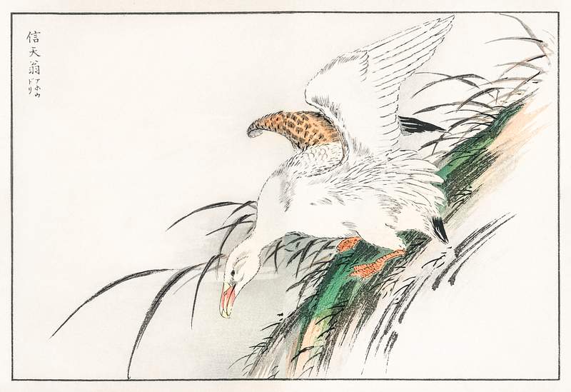 Albatross illustration from Pictorial Monograph of Birds (1885) by Numata Kashu (1838-1901). Digitally enhanced from our own…