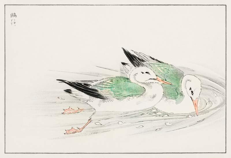 Gull illustration from Pictorial Monograph of Birds (1885) by Numata Kashu (1838-1901). Digitally enhanced from our own…