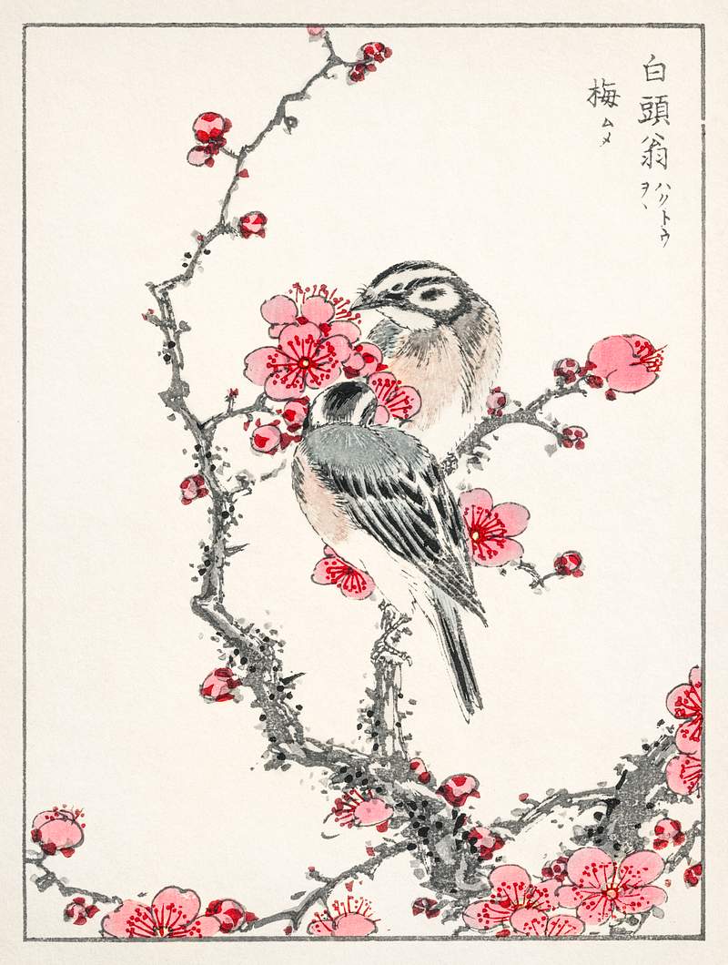 Pine Bunting and Plum Tree illustration from Pictorial Monograph of Birds (1885) by Numata Kashu (1838-1901). Digitally…