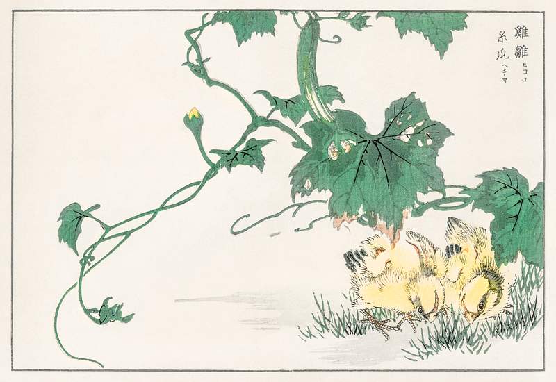 Chick illustration from Pictorial Monograph of Birds (1885) by Numata Kashu (1838-1901). Digitally enhanced from our own…