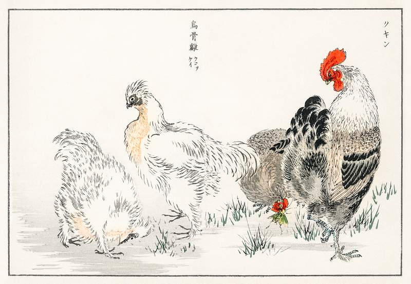 Domestic Fowl illustration from Pictorial Monograph of Birds (1885) by Numata Kashu (1838-1901). Digitally enhanced from our…