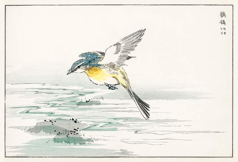 Eastern Grey Wagtail illustration from Pictorial Monograph of Birds (1885) by Numata Kashu (1838-1901). Digitally enhanced…