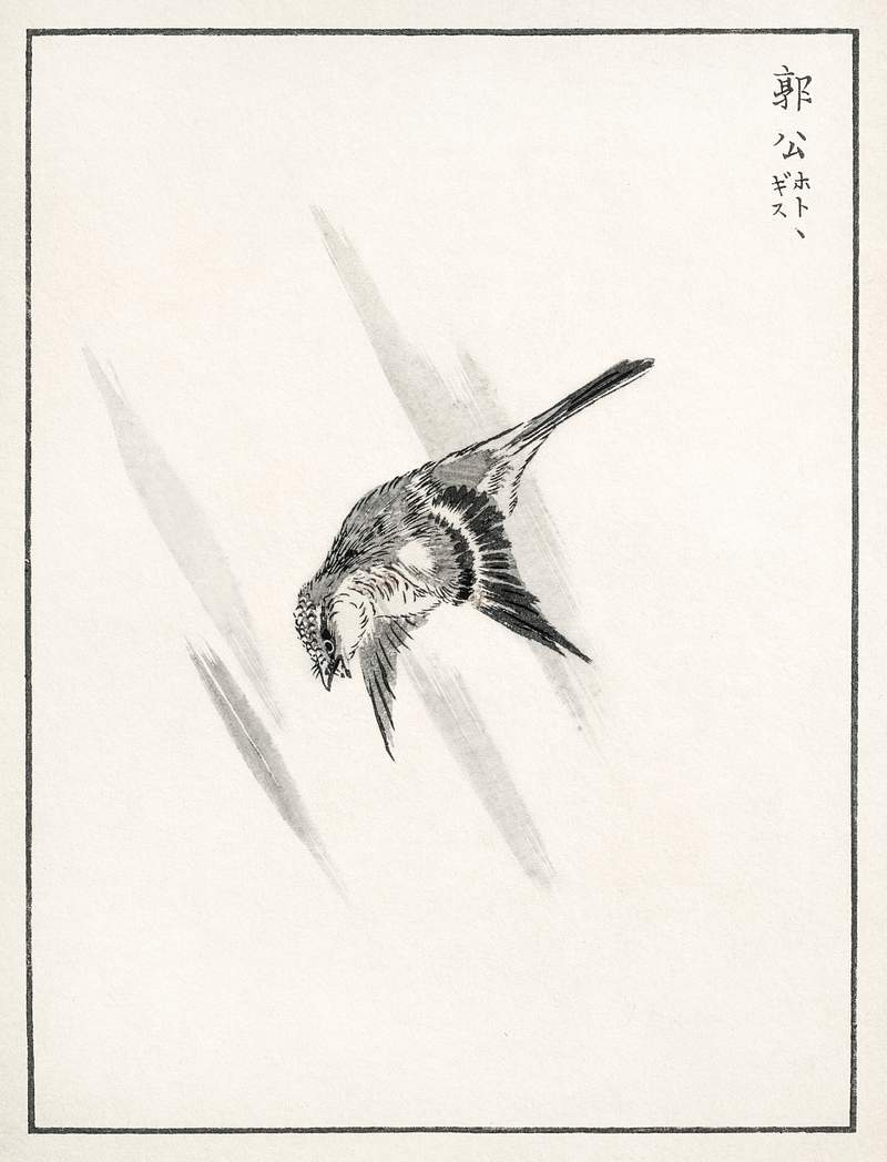 Japanese Cuckoo illustration from Pictorial Monograph of Birds (1885) by Numata Kashu (1838-1901). Digitally enhanced from…