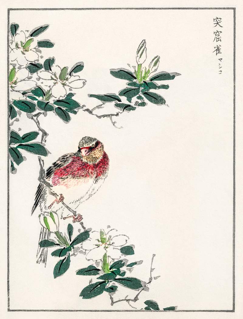 Japanese Long-tailed Rosefinch illustration from Pictorial Monograph of Birds (1885) by Numata Kashu (1838-1901). Digitally…