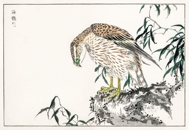 Osprey illustration from Pictorial Monograph of Birds (1885) by Numata Kashu (1838-1901). Digitally enhanced from our own…