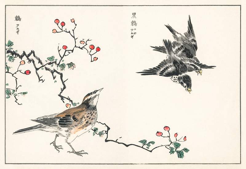 Dosky Thrush and Japanese Grey Thrush illustration from Pictorial Monograph of Birds (1885) by Numata Kashu (1838-1901).…