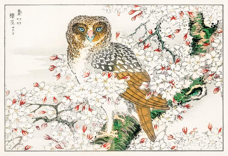 Short-eared Owl and Cherry Flower illustration from Pictorial Monograph of Birds (1885) by Numata Kashu (1838-1901).…