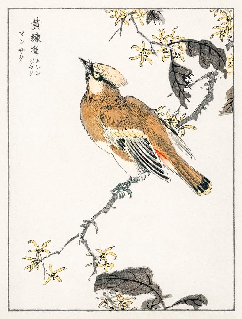 Eastern Waxwing illustration from Pictorial Monograph of Birds (1885) by Numata Kashu (1838-1901). Digitally enhanced from…