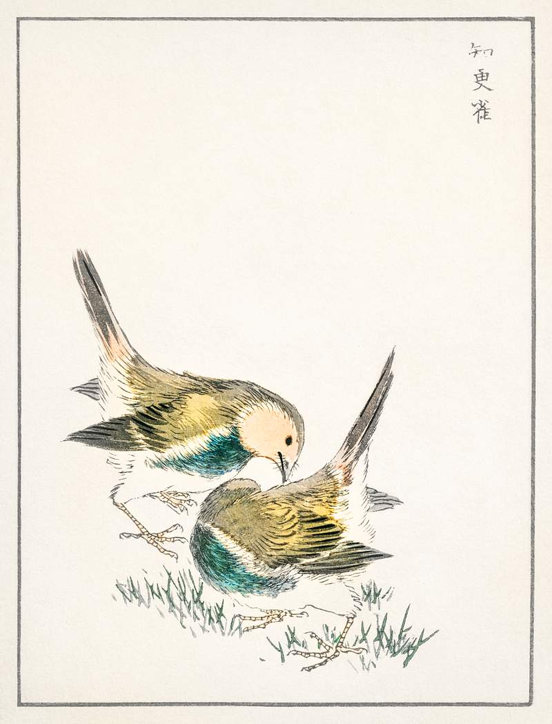 Japanese Great Tit illustration from Pictorial Monograph of Birds (1885) by Numata Kashu (1838-1901). Digitally enhanced from…