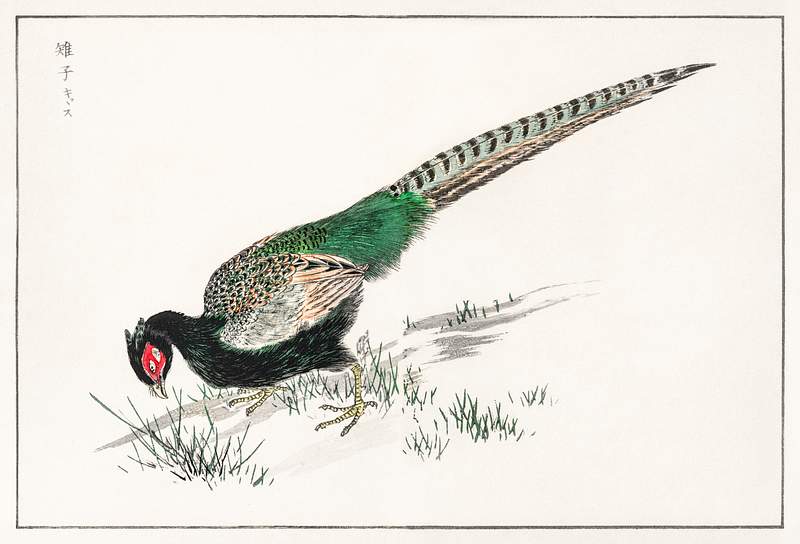 Green Pheasant illustration from Pictorial Monograph of Birds (1885) by Numata Kashu (1838-1901). Digitally enhanced from our…