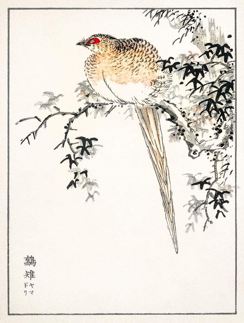 Hondo Copper Pheasant illustration from Pictorial Monograph of Birds (1885) by Numata Kashu (1838-1901). Digitally enhanced…