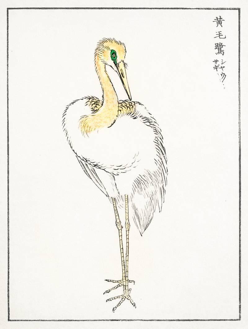 Eastern Great White Egret illustration from Pictorial Monograph of Birds (1885) by Numata Kashu (1838-1901). Digitally…