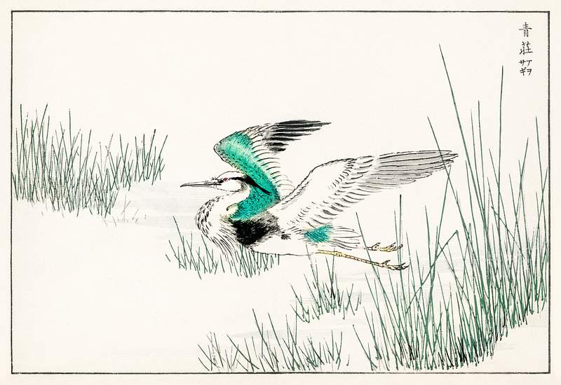 Eastern Grey Heron illustration from Pictorial Monograph of Birds (1885) by Numata Kashu (1838-1901). Digitally enhanced from…