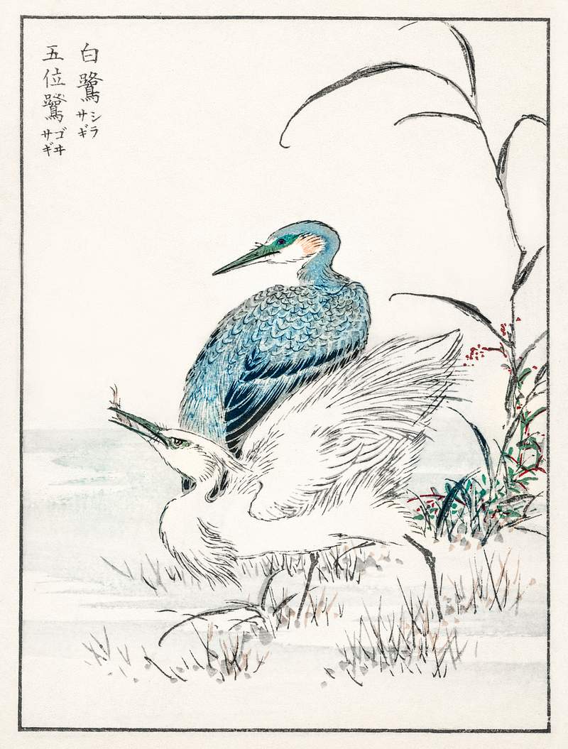 Night Heron and Little Egret illustration from Pictorial Monograph of Birds (1885) by Numata Kashu (1838-1901). Digitally…
