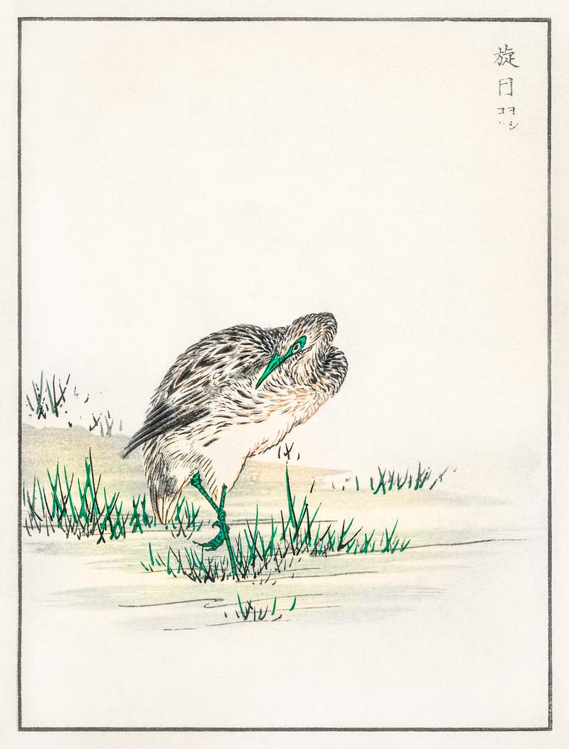 Chinese Little Bittern illustration from Pictorial Monograph of Birds (1885) by Numata Kashu (1838-1901). Digitally enhanced…