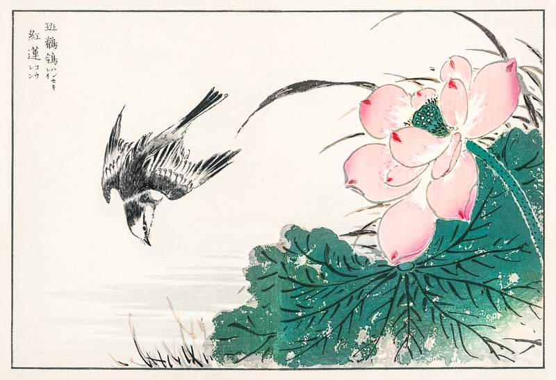 Japanese Pied Wagtail and Red Lotus illustration from Pictorial Monograph of Birds (1885) by Numata Kashu (1838-1901).…