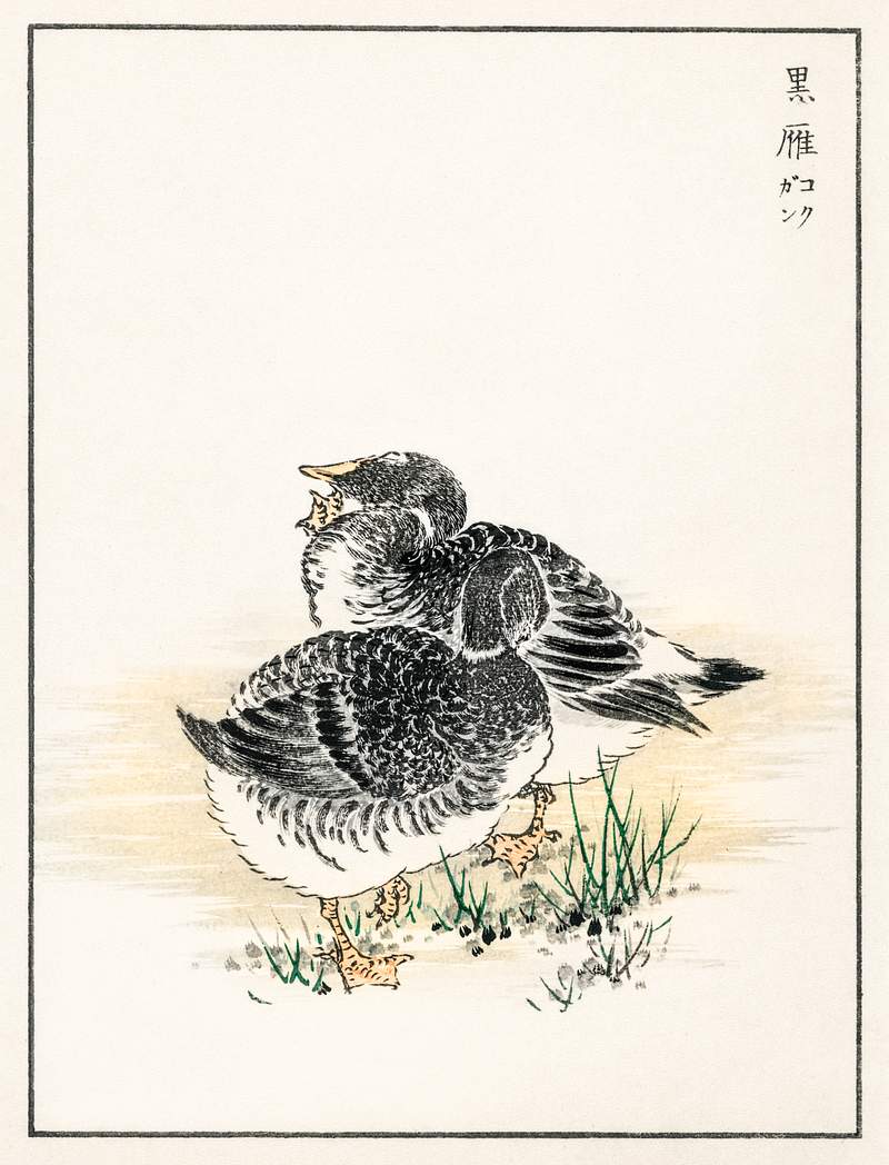 Black Brant illustration from Pictorial Monograph of Birds (1885) by Numata Kashu (1838-1901). Digitally enhanced from our…