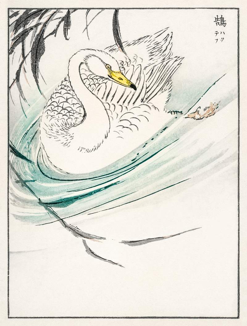 Wooper Swan illustration from Pictorial Monograph of Birds (1885) by Numata Kashu (1838-1901). Digitally enhanced from our…