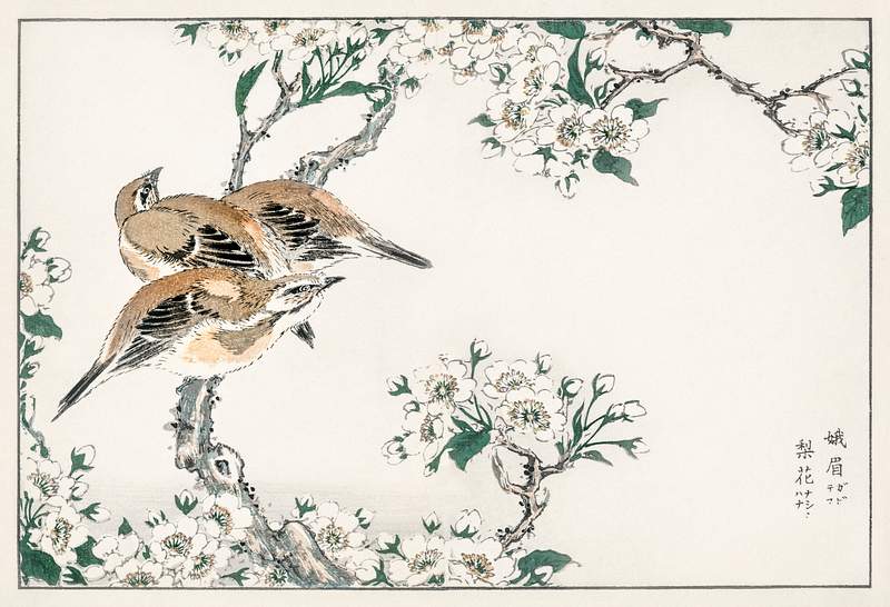 Japanese Meadow Bunting and Pear Flower illustration from Pictorial Monograph of Birds (1885) by Numata Kashu (1838-1901).…