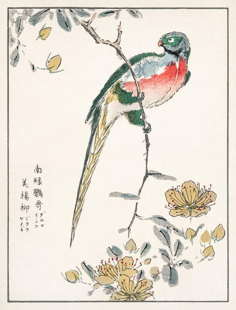 Macaw and Drooping Peach illustration from Pictorial Monograph of Birds (1885) by Numata Kashu (1838-1901). Digitally…