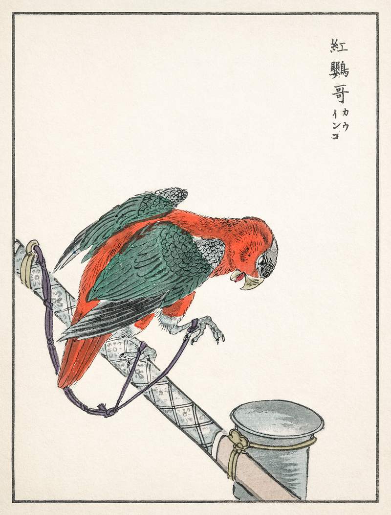 Macaw illustration from Pictorial Monograph of Birds (1885) by Numata Kashu (1838-1901). Digitally enhanced from our own…