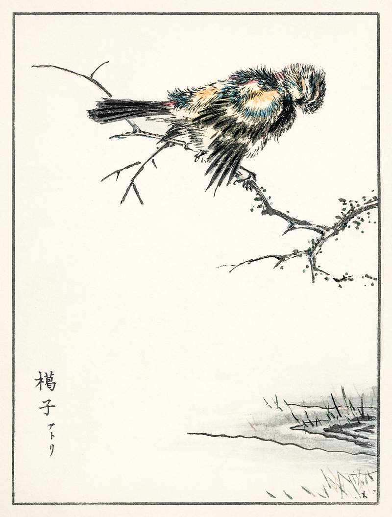 Brambling illustration from Pictorial Monograph of Birds (1885) by Numata Kashu (1838-1901). Digitally enhanced from our own…