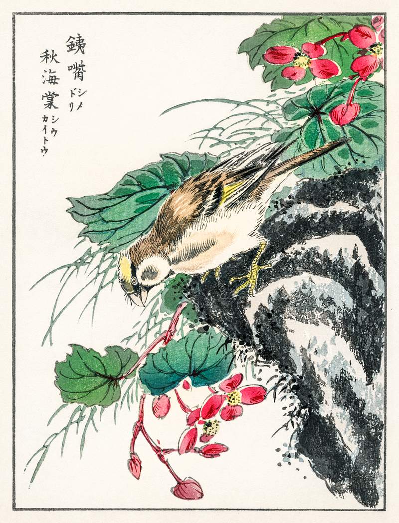 Japanese Hawfinch and Pirus Spectabilis illustration from Pictorial Monograph of Birds (1885) by Numata Kashu (1838-1901).…