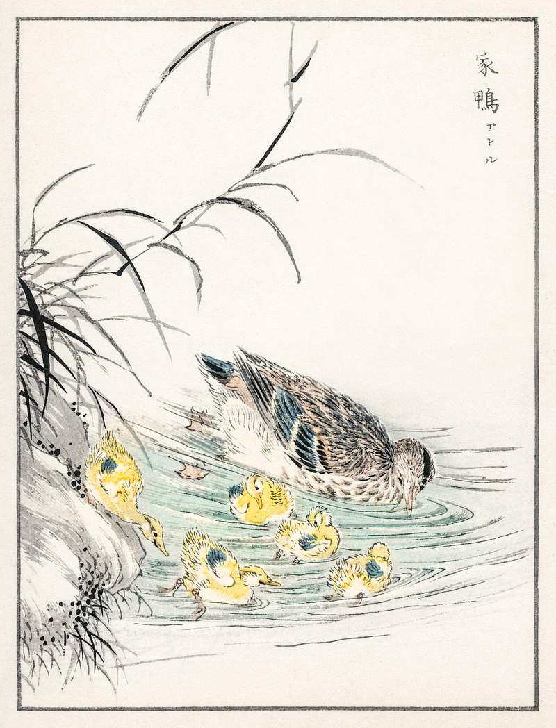 Duck illustration from Pictorial Monograph of Birds (1885) by Numata Kashu (1838-1901). Digitally enhanced from our own…