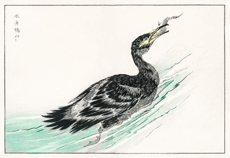 Temminck's Cormorant illustration from Pictorial Monograph of Birds (1885) by Numata Kashu (1838-1901). Digitally enhanced…