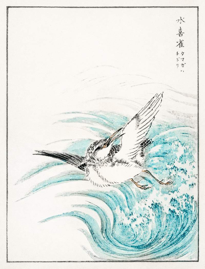 Mongolian Plover illustration from Pictorial Monograph of Birds (1885) by Numata Kashu (1838-1901). Digitally enhanced from…