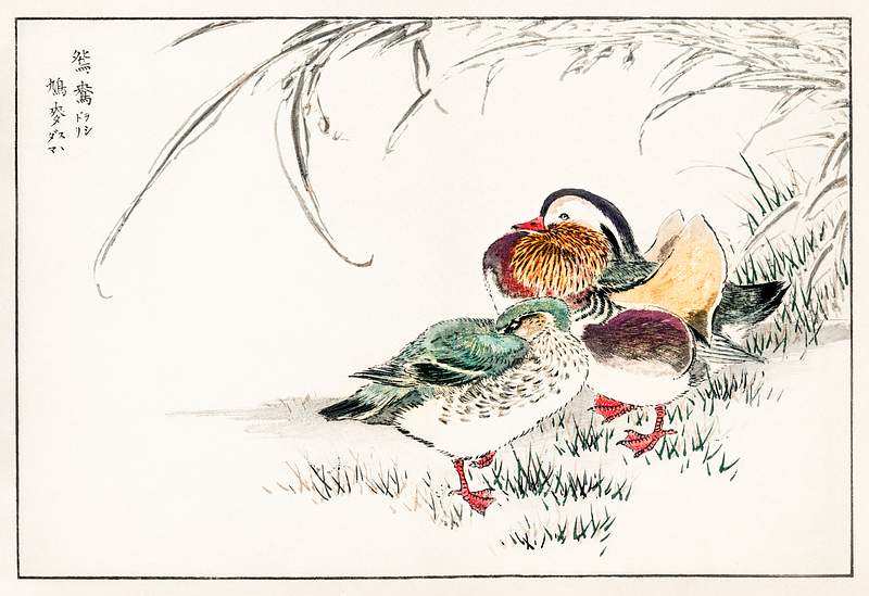 Mandarin Duck and Pearl Barley illustration from Pictorial Monograph of Birds (1885) by Numata Kashu (1838-1901). Digitally…