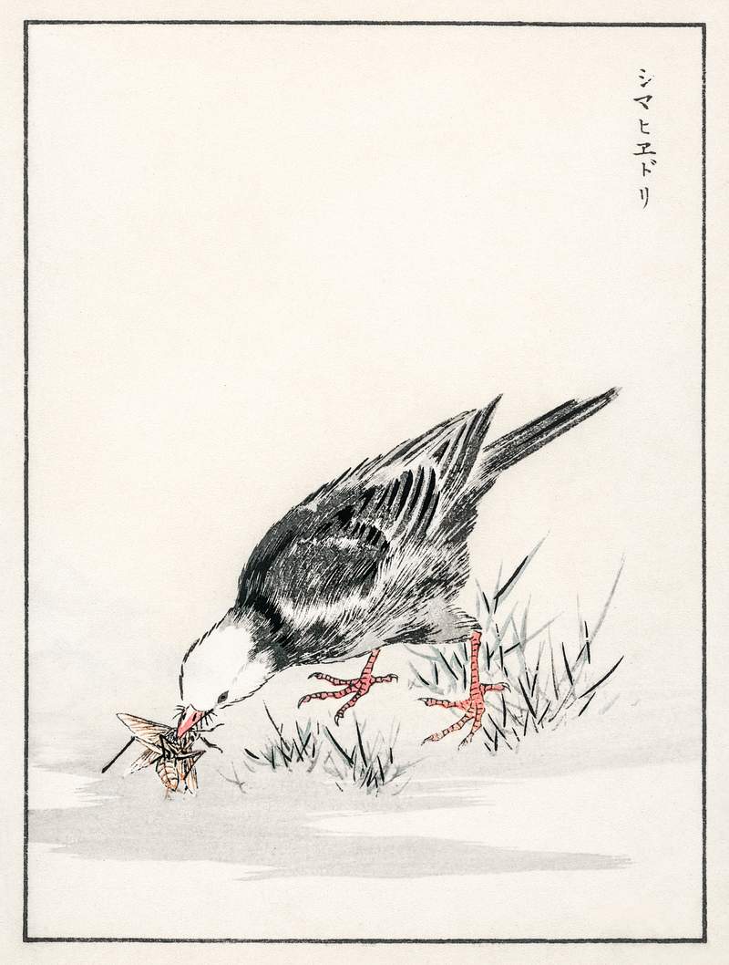 Brown-eared Bulbul illustration from Pictorial Monograph of Birds (1885) by Numata Kashu (1838-1901). Digitally enhanced from…