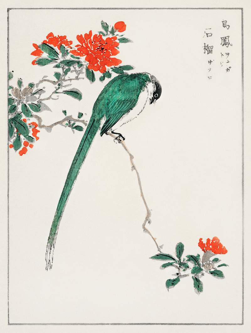 Japanese Long-tailed Tit and Pomegranate illustration from Pictorial Monograph of Birds (1885) by Numata Kashu (1838-1901).…