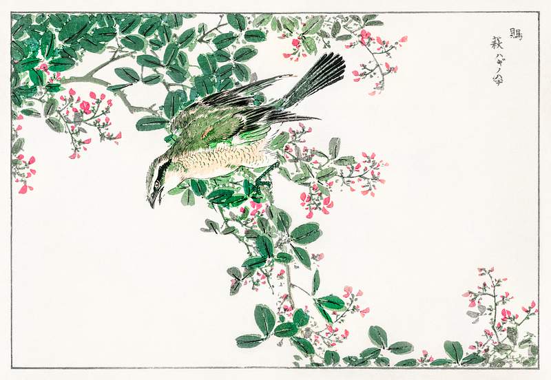 Bull-headed Shrike and Bush Clover illustration from Pictorial Monograph of Birds (1885) by Numata Kashu (1838-1901).…
