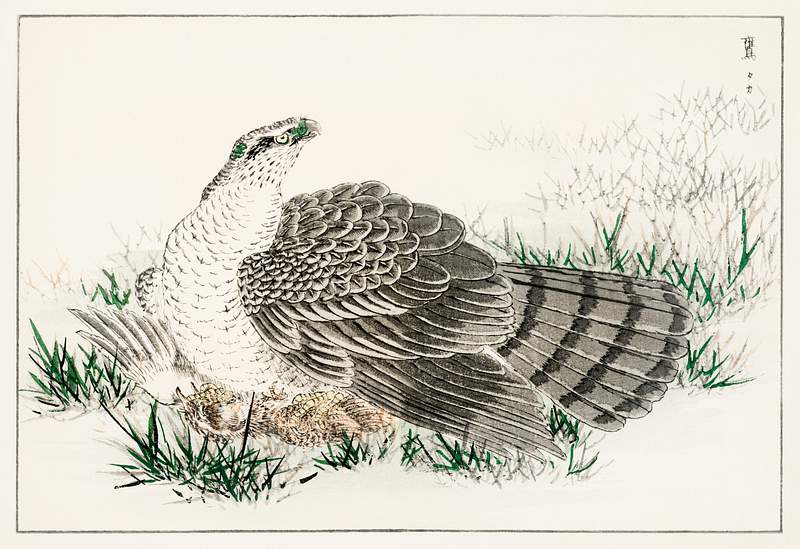 Japanese Hawk-Eagle illustration from Pictorial Monograph of Birds (1885) by Numata Kashu (1838-1901). Digitally enhanced…